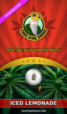Iced Lemonade Strain Feminized