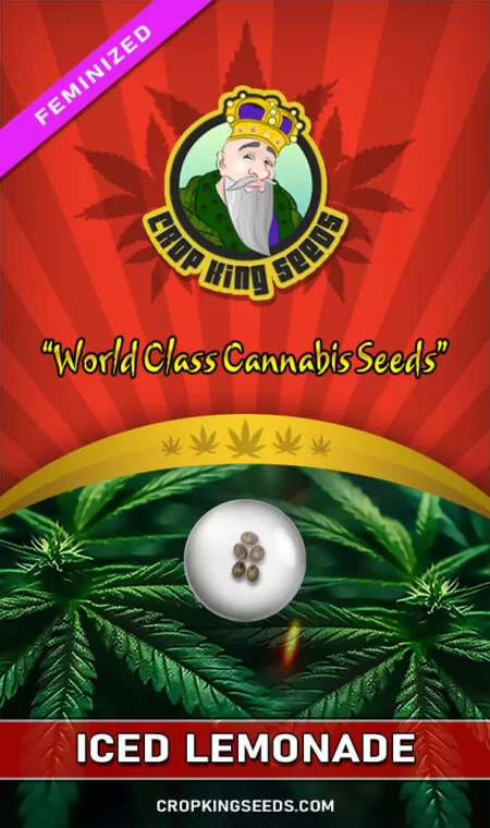 Iced Lemonade Strain Feminized