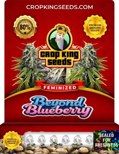 Beyond Blueberry Strain