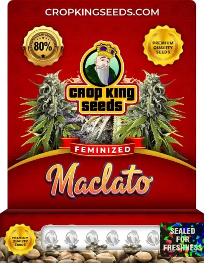 Maclato Strain