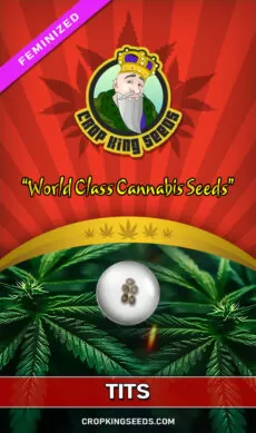 Tits Strain Feminized