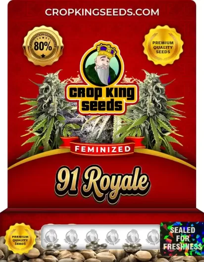 91 Royale Feminized