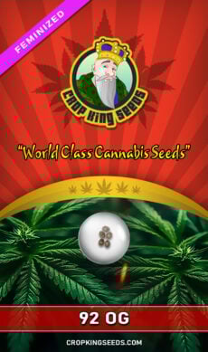 92 OG Feminized