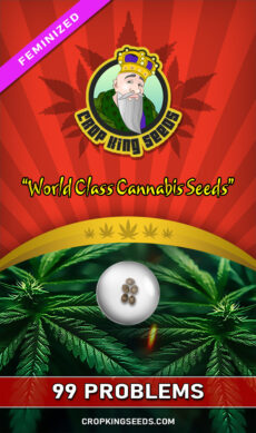 99 Problems Feminized