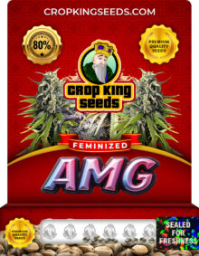 AMG Feminized