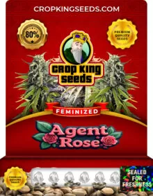 Agent Rose Strain