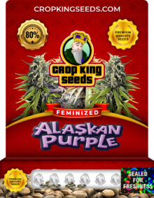 Alaskan Purple Strain