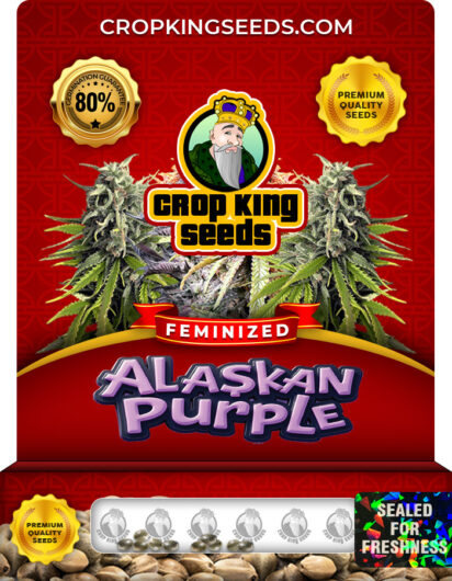 Alaskan Purple Strain