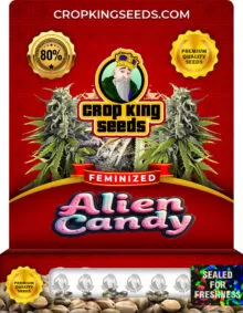Alien Candy Feminized