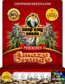 Amaze Orange Feminized
