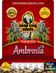 Ambrosia Feminized