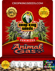 Animal Gas Feminized