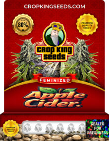 Apple Cider Feminized