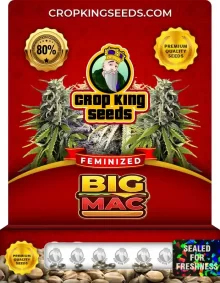 Big Mac Feminized