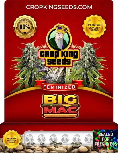 Big Mac Feminized