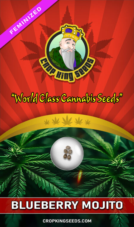 Blueberry Mojito Feminized