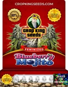 Blueberry Mojito Strain