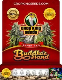 Buddha’s Hand Strain