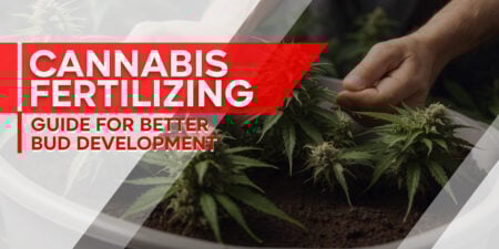 Cannabis Fertilizing Guide for Better Bud Development
