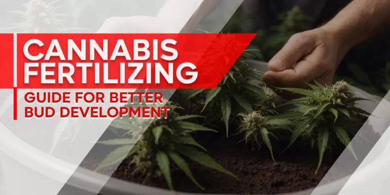 Cannabis Fertilizing Guide for Better Bud Development