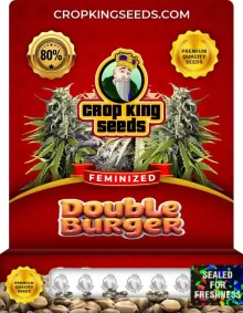 Double Burger Feminized