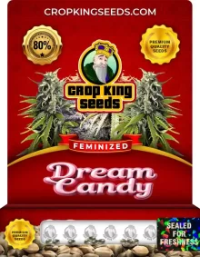 Dream Candy Feminized