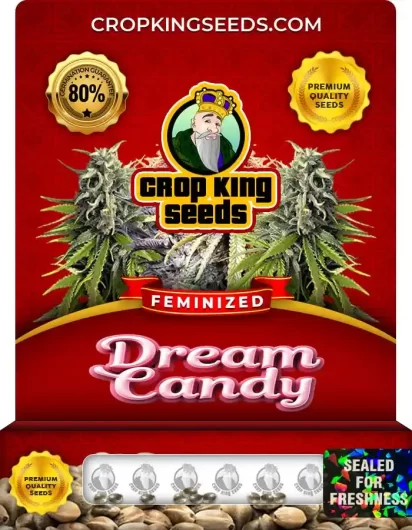 Dream Candy Feminized