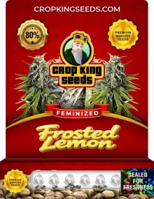 Frosted Lemon Feminized
