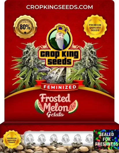 Frosted Melon Gelato Feminized