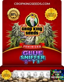Glue Sniffer Feminized