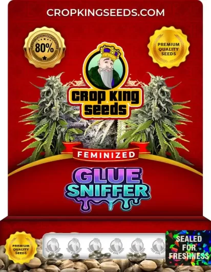 Glue Sniffer Feminized
