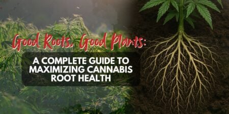Good Roots, Good Plants_ A Complete Guide to Maximizing Cannabis Root Health (1)