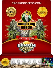 Lemon Freeze Pop Feminized