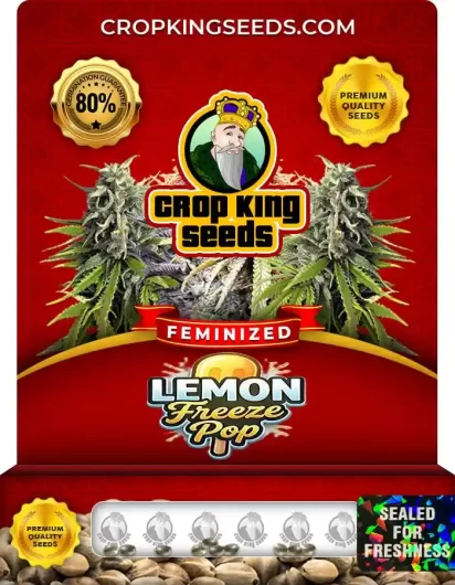 Lemon Freeze Pop Feminized