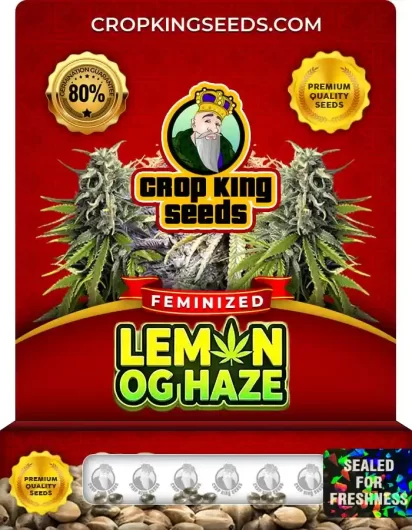 Lemon OG Haze Feminized