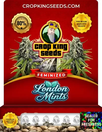 London Mints Feminized