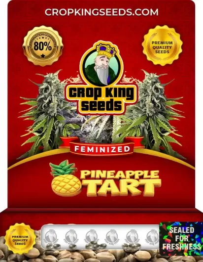 Pineapple Tart Feminized