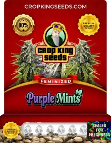 Purple Mints Feminized