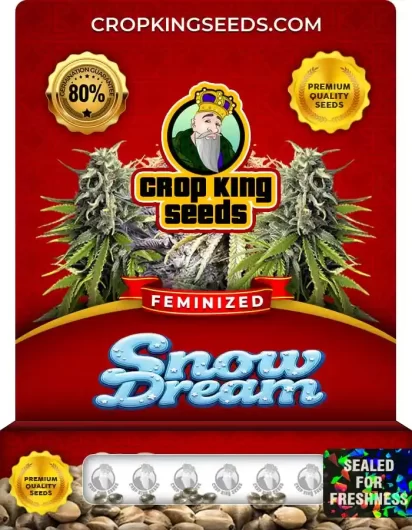 Snow Dream Feminized