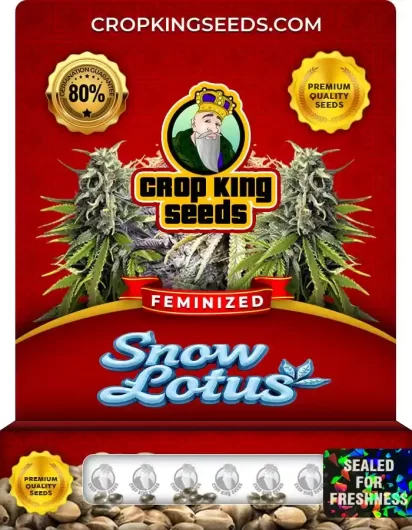 Snow Lotus Feminized