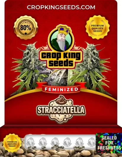Stracciatella Feminized