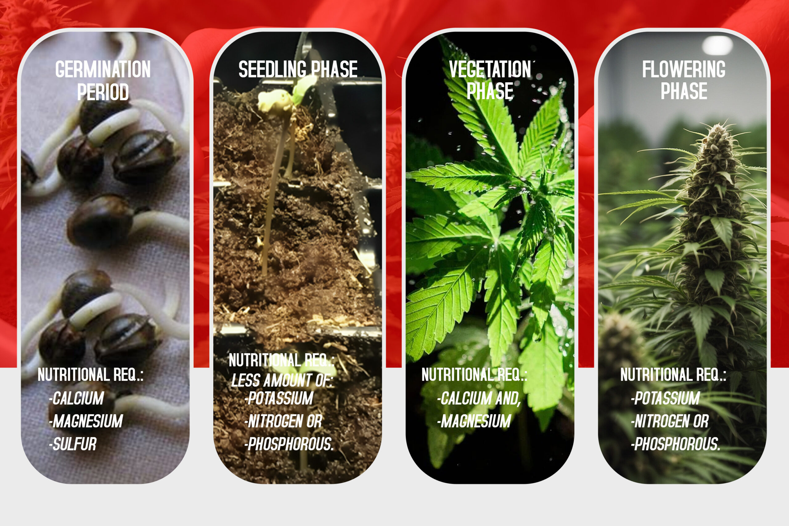 Understanding the Phases of Cannabis Growth and Nutritional Requirements