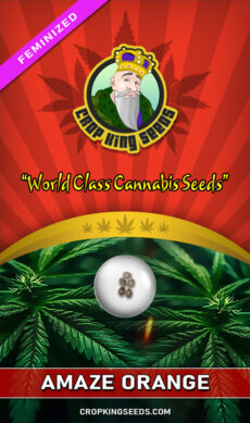 Amaze Orange Feminized