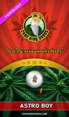 Astro Boy Feminized