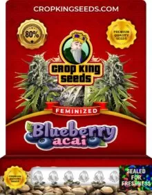 Blueberry Acai Strain