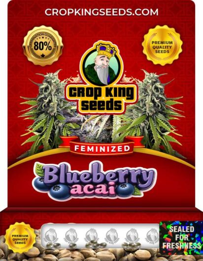 Blueberry Acai Strain