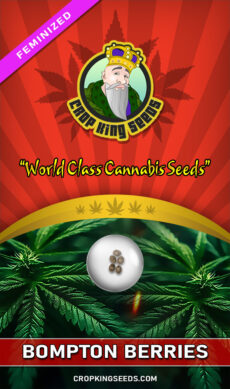 Bompton Berries Feminized