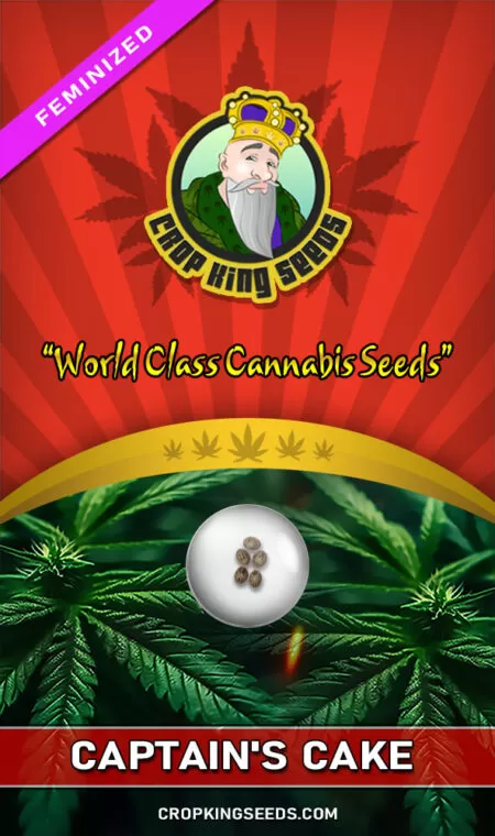 Captain's Cake Feminized