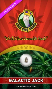 Galactic Jack Feminized
