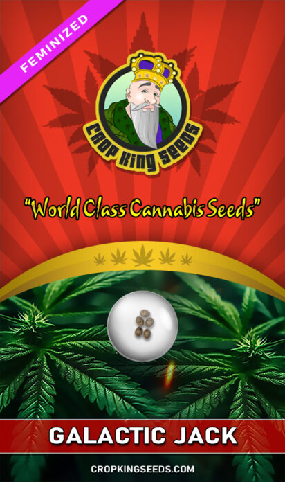 Galactic Jack Feminized